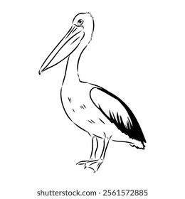 Birds collection Australian pelican bird isolated vector image Pelican Black and white vector