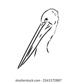 Birds collection Australian pelican bird isolated vector image Pelican Black and white vector