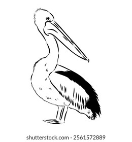 Birds collection Australian pelican bird isolated vector image Pelican Black and white vector