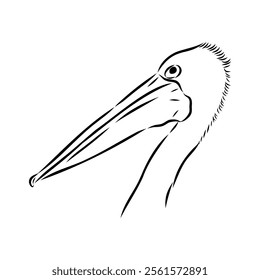 Birds collection Australian pelican bird isolated vector image Pelican Black and white vector