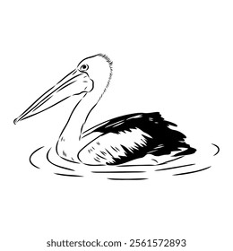 Birds collection Australian pelican bird isolated vector image Pelican Black and white vector