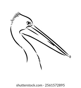 Birds collection Australian pelican bird isolated vector image Pelican Black and white vector