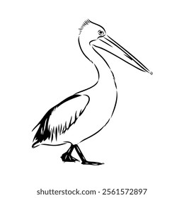 Birds collection Australian pelican bird isolated vector image Pelican Black and white vector