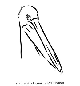 Birds collection Australian pelican bird isolated vector image Pelican Black and white vector