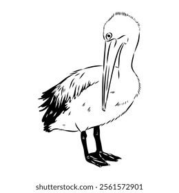 Birds collection Australian pelican bird isolated vector image Pelican Black and white vector