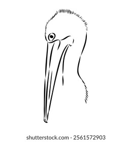 Birds collection Australian pelican bird isolated vector image Pelican Black and white vector