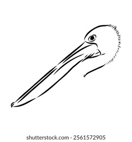 Birds collection Australian pelican bird isolated vector image Pelican Black and white vector