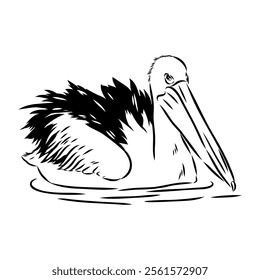 Birds collection Australian pelican bird isolated vector image Pelican Black and white vector