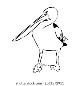 Birds collection Australian pelican bird isolated vector image Pelican Black and white vector