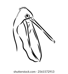 Birds collection Australian pelican bird isolated vector image Pelican Black and white vector