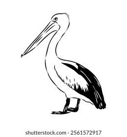 Birds collection Australian pelican bird isolated vector image Pelican Black and white vector