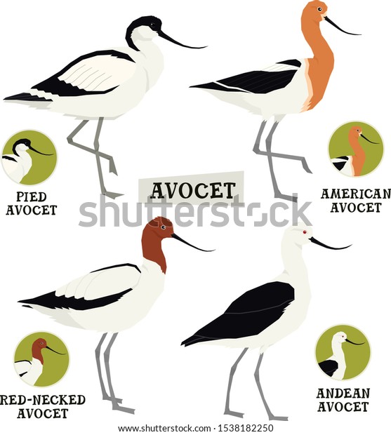 Birds collection Avocet birds Vector illustration\
Isolated object set