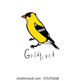 Birds collection Goldfinch Color vector