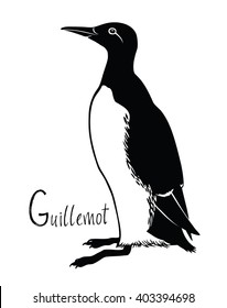 Birds collection Guillemot Black and white vector