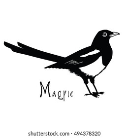 Birds collection Magpie Black and white vector