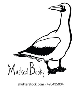 Birds collection Masked Booby Black and white vector