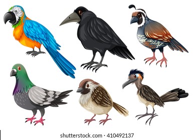 Birds collection on white illustration