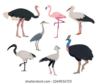 Birds collection. Ostrich, flamingo, cassowary, stork, heron, secretary bird and ibis in different poses. Set of birds with large legs. Vector icons illustration isolated on white background.