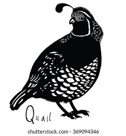 Birds collection Quail Black and white colors