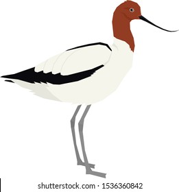 Birds collection Red-necked avocet Vector illustration Isolated object set
