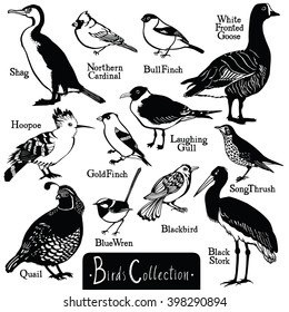 Birds collection Birds silhouettes Vector isolated objects BullFinch Shag Hoopoe Quail Blue Wren Black Stork Northern Cardinal White Fronted Goose GoldFinch LaughingGull SongThrush Blackbird