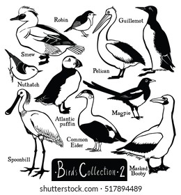 Birds collection Birds silhouettes Vector isolated objects Part two