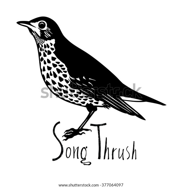 Download Birds Collection Song Thrush Black White Stock Vector (Royalty Free) 377064097