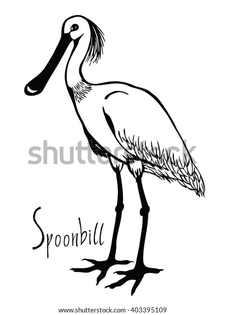 Download Birds Collection Spoonbill Black White Vector Stock Vector (Royalty Free) 403395109