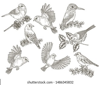 Birds collection. Tits, finches, goldfinches and kingfisher sitting on a branch. Vector illustration. Vintage engraving style.