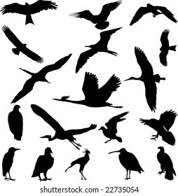 birds collection - vector