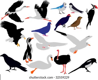 birds collection vector