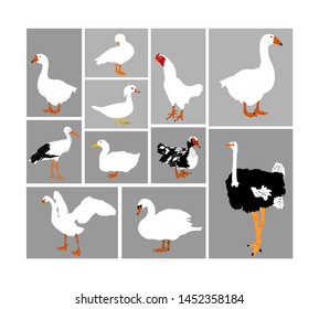 Birds collection vector illustration isolated. Big set of farm poultry and domestic animals. Fowl group. Stork, duck, goose, ostrich, chicken, swan.