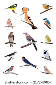 Birds collection vector illustration set