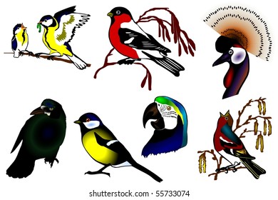 birds color collection vector eps10