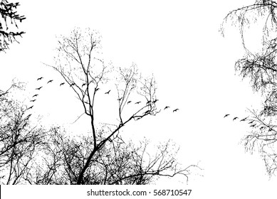 Birds cranes storks flying in a V shape formation. Isolated on white bright sky and against the background of trees.Vector Eps10