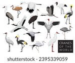 Birds Cranes of the World Set Cartoon Vector Character