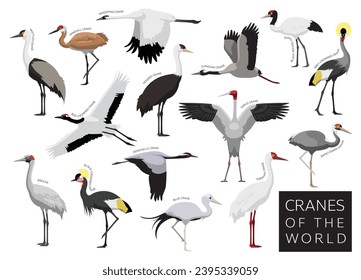 Birds Cranes of the World Set Cartoon Vector Character