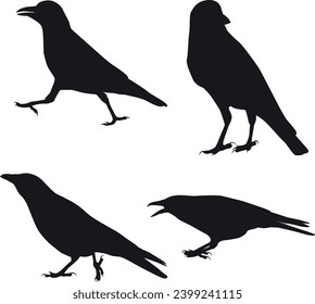 Birds and Crow silhouette set vector illustrations download