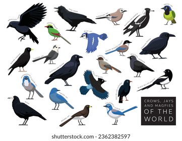 Birds Crows Jays Magpies of the World Set Cartoon Vector Character