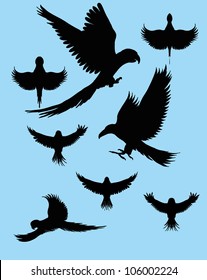 birds design