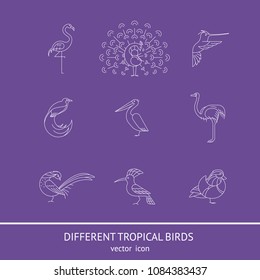 Birds are different species. Linear icon set. Can be used for logo, print, web site