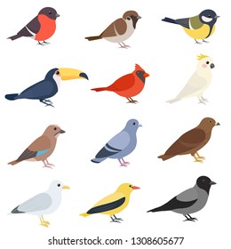 Aves de diferentes tipos. Un pájaro caricaturista lindo de un lado. Resplandor, aleta, tocan, cardenal, oriol dorado, judía, paloma de roca, teta, halcón, gaviota, cacatú, cuervo. Ilustración vectorial aislada