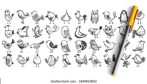 Birds doodle set. Collection pencil pen ink hand drawn sketches templates patterns of flying animals nightingale owl tree sparrow pigeon isolated in line. Zoology ornitology forest fauna illustration.