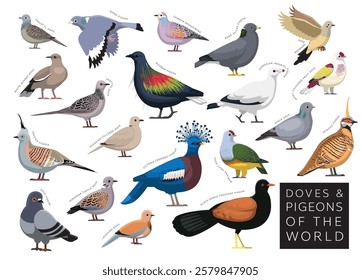 Birds Doves and Pigeons of the World Set Cartoon Vector Character