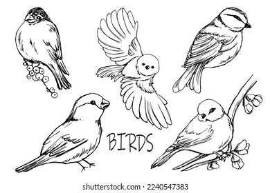 Birds drawn in ink. Sketch of small birds. Titmouse. Flight. A set of elements for decoration. Clip art. Tattoo. Line. Nature. Ornithology.