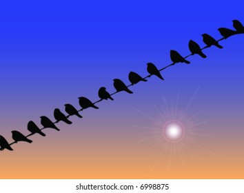 birds and dusk