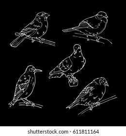 Birds engraved style. Set emblem. Bird, oriole, chickadee, sparrow,blackbird, nightingale, finch, bunting,hangbird, goldfinch, canary, bullfinch, siskin.Logo,sign,  symbol. Stamp, seal. Simple sketch.