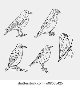 Birds engraved style.Oriole, chickadee, sparrow, blackbird, nightingale, finch, bunting, hangbird, goldfinch, canary, bullfinch, siskin. Stencil style. Logo, sign,  symbol. Stamp, seal. Simple sketch.