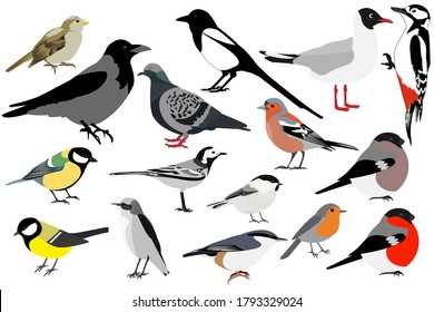 Birds of Europe and Russia: tit, Finch, bullfinch, Wagtail, Robin,nuthatch, chickadee, crow, sparrow, pigeon,  magpie