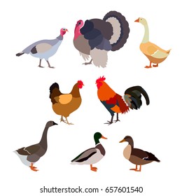 birds farm chicken rooster duck drake turkey gobbler goose gander